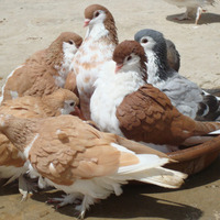 Image of Lahore Pigeons.