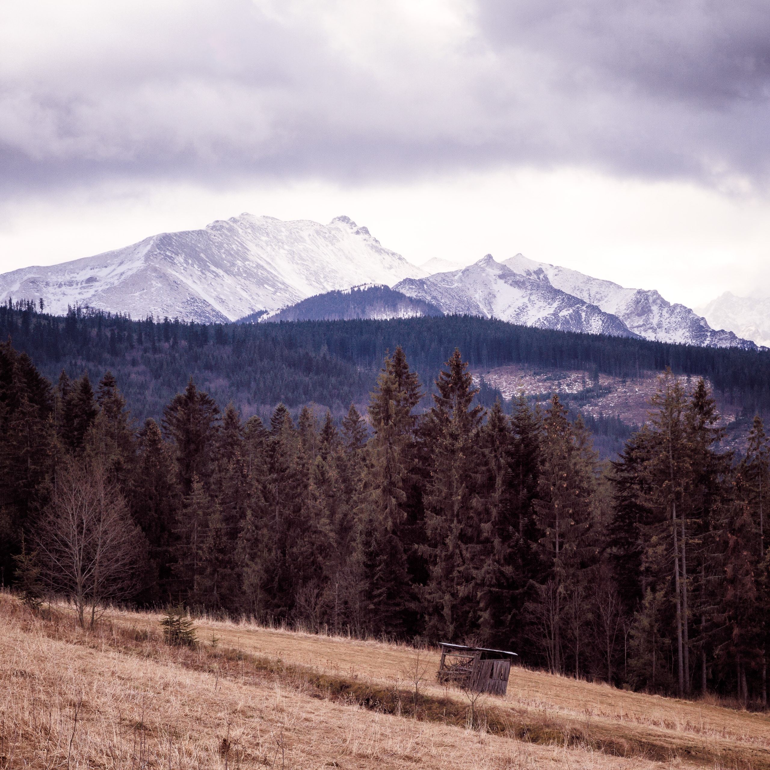 Wild mountain. Лес горы. Пустошь горы лес. Лес пустыня горы. Гребень холма в лесу.