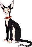 A black and white tuxedo sphynx cat