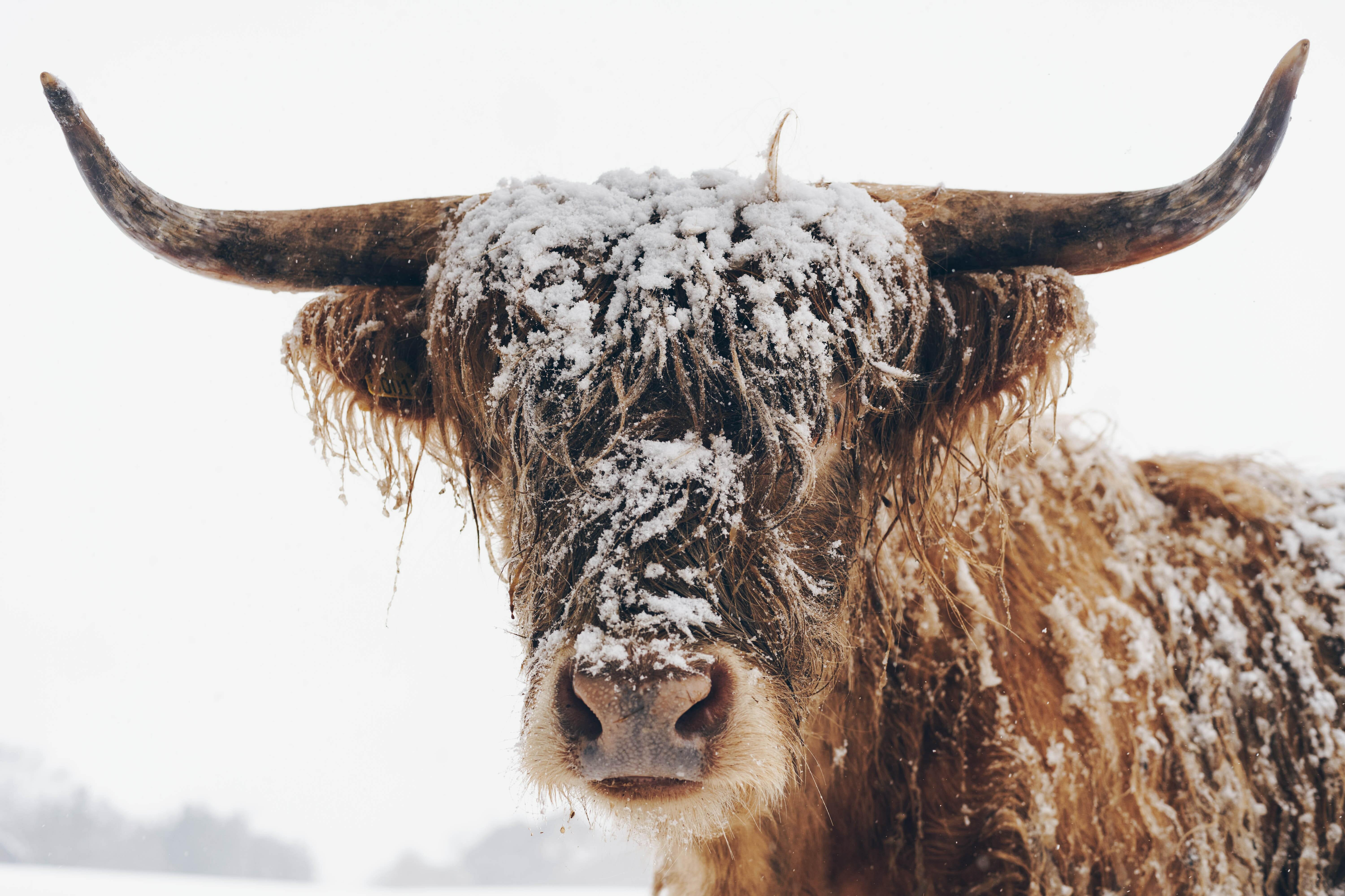 Highland Cow Tamber голова зима