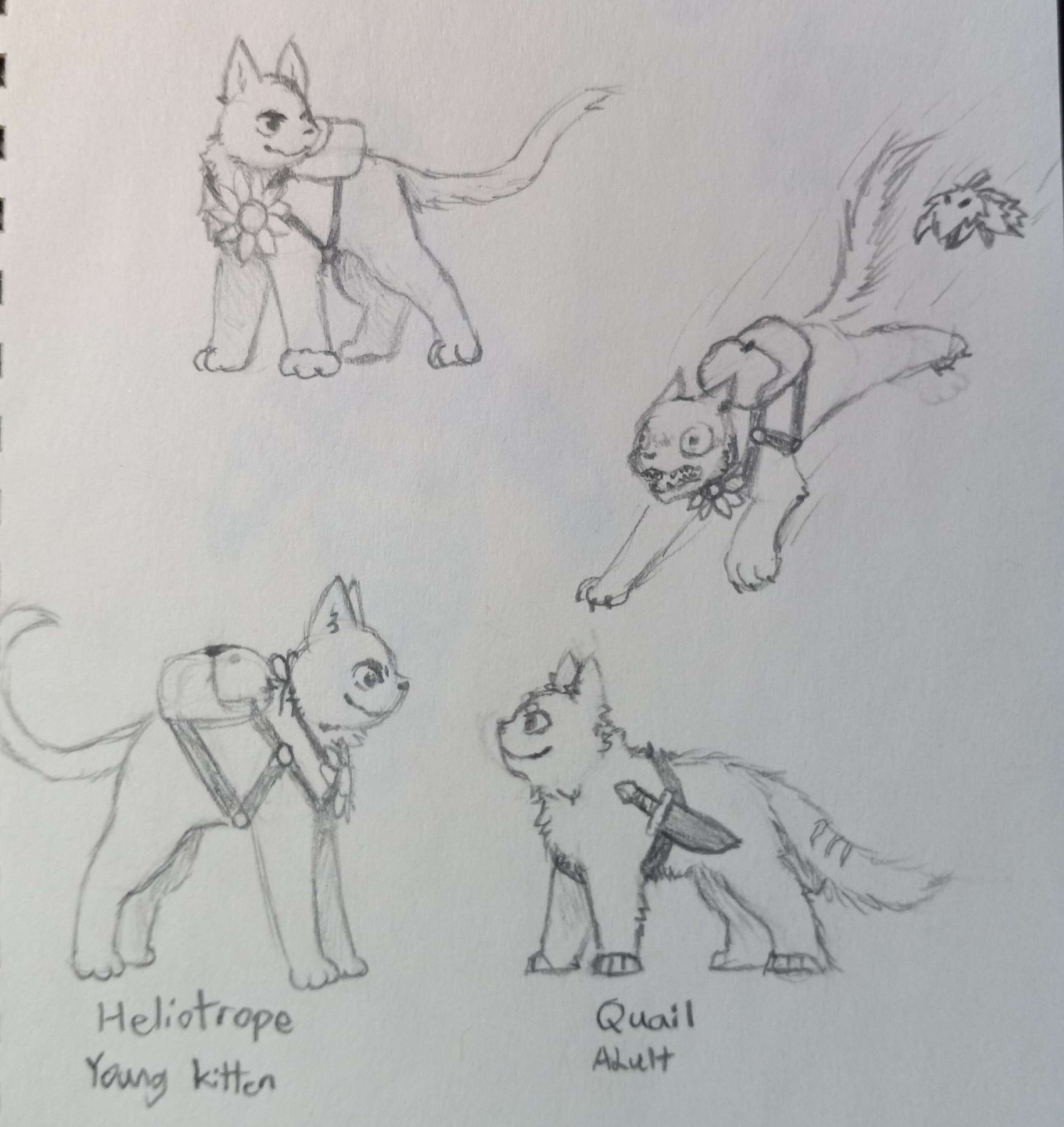 A group of drawings including a lanky not-kitten wearing a sunflower necklace and a backpack. One of which is them standing confidently, another is of them running away from a Leaf Mite, and the third is them staring down at Quail, of whom is older than Heliotrope yet still shorter than him.
