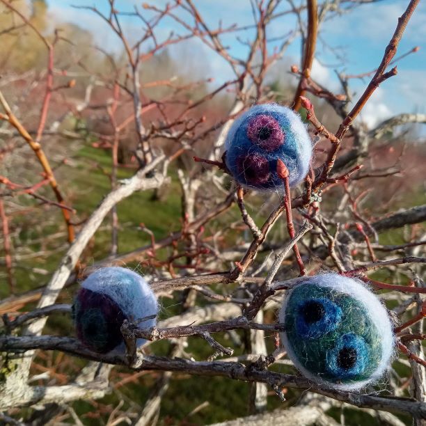 graff blueberry